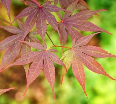 Acer Palmatum 'Yezo Nishiki'